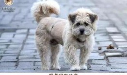 救助动物感人视频爆料,救助动物感人视频背后的感人故事